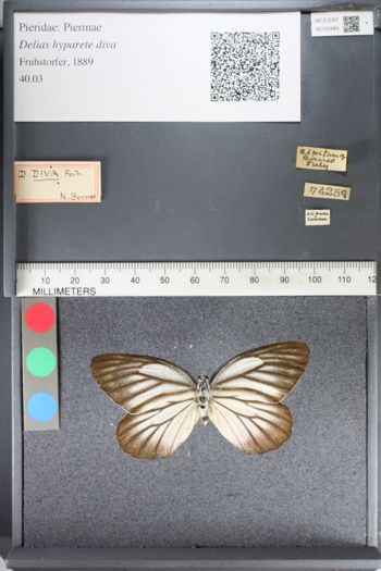 Media type: image;   Entomology 130484